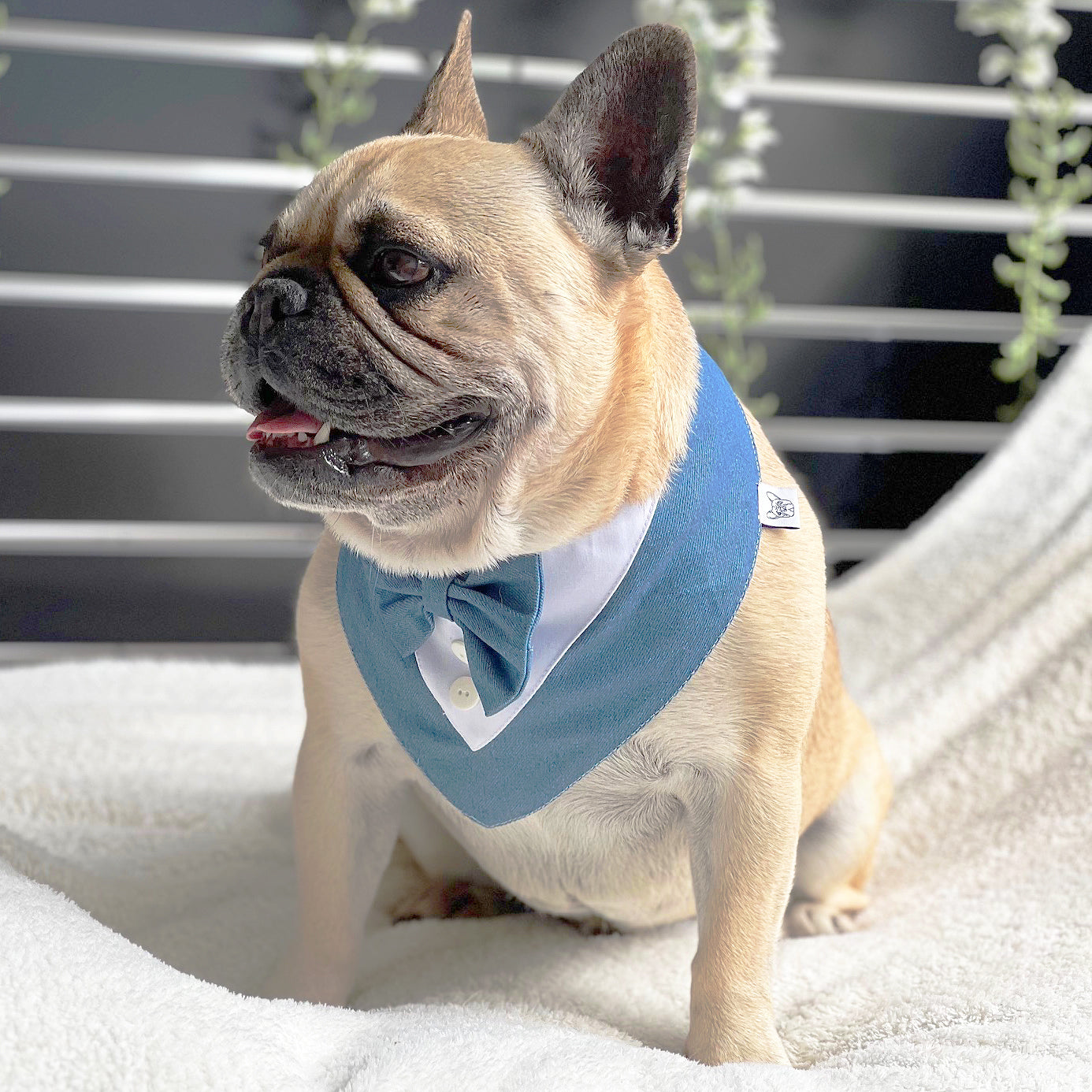 Denim and Dapper Bandana