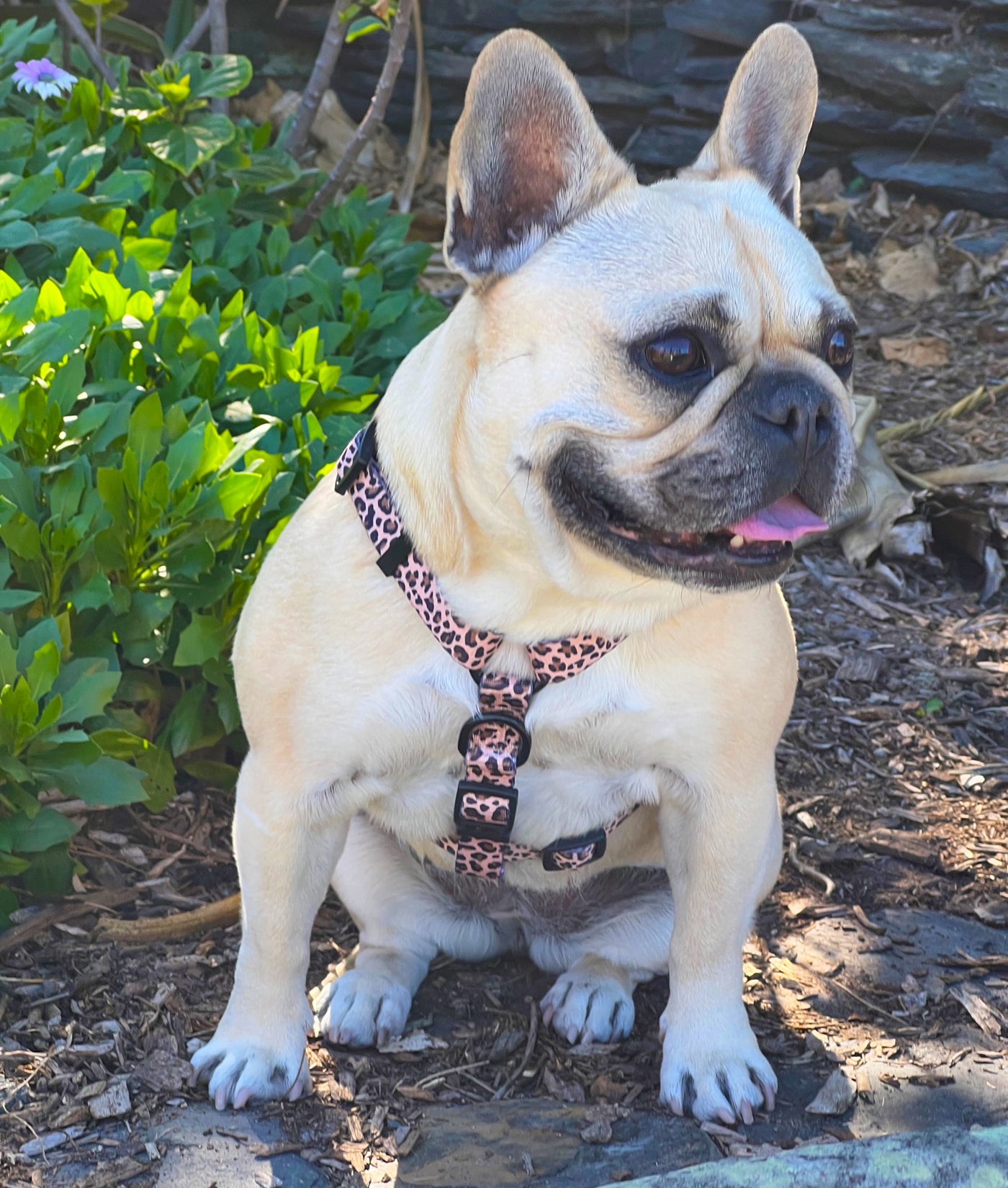 Born to be Wild - Strap Harness