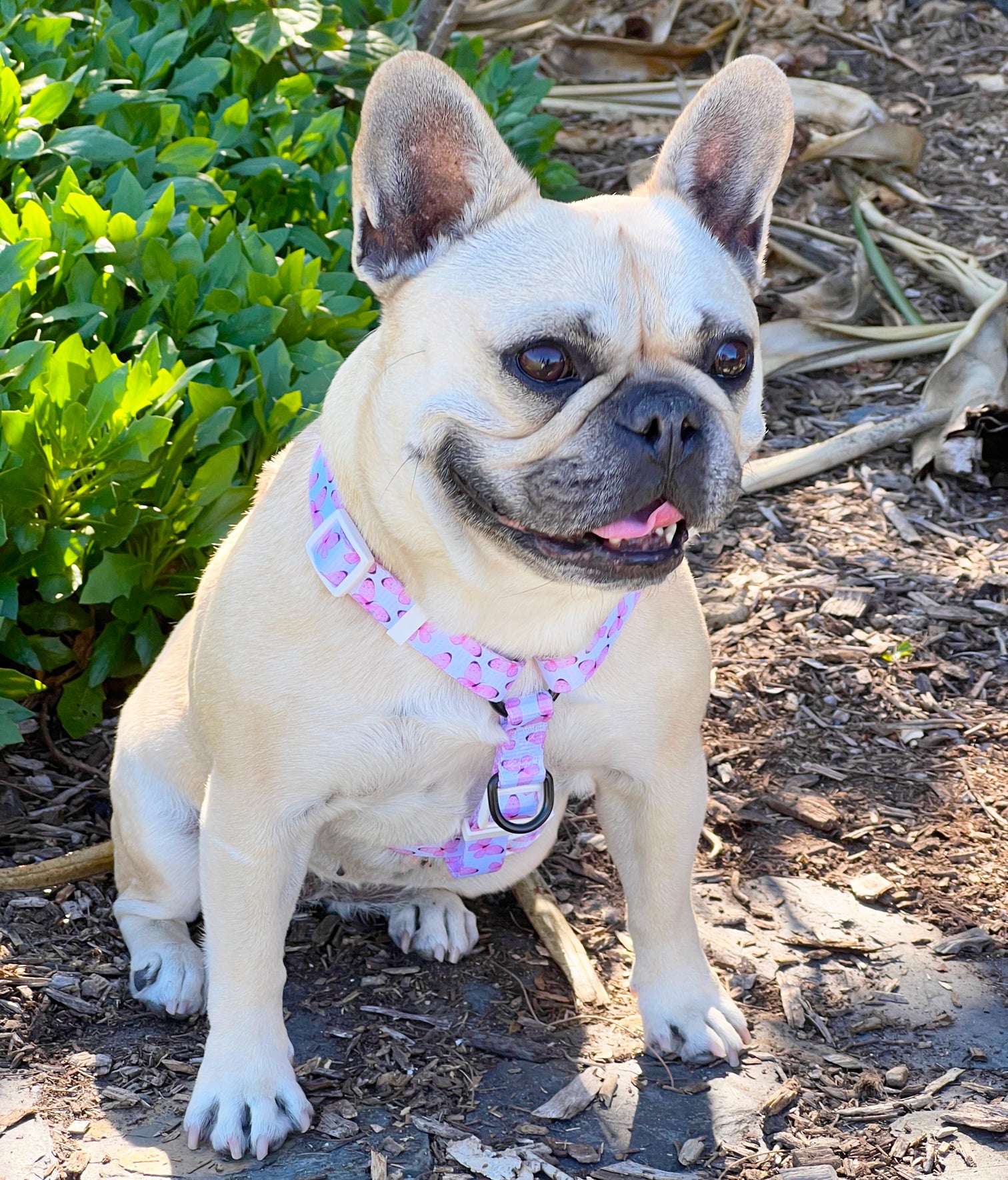 Butterfly Kisses - Strap Harness - End of Line