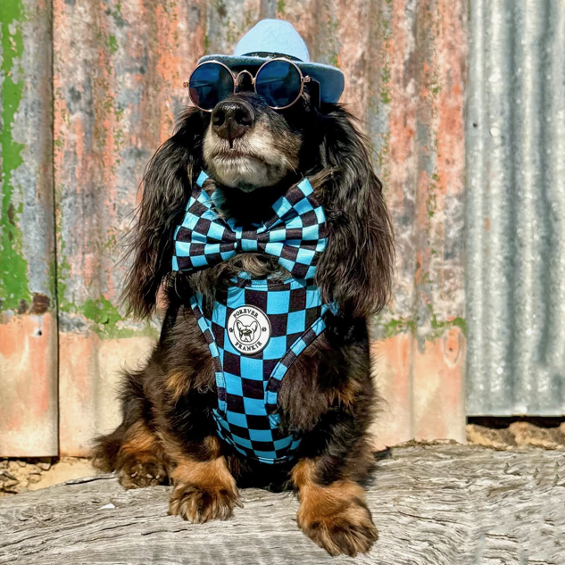 Blue Checkers - Adjustable Harness