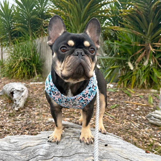 Jungle Fever - Adjustable Harness