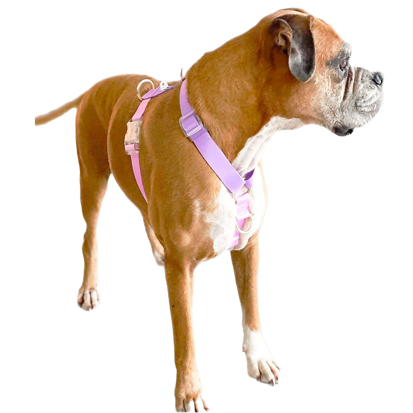 Pastel Pink / Lavender - Luxe Strap Harness