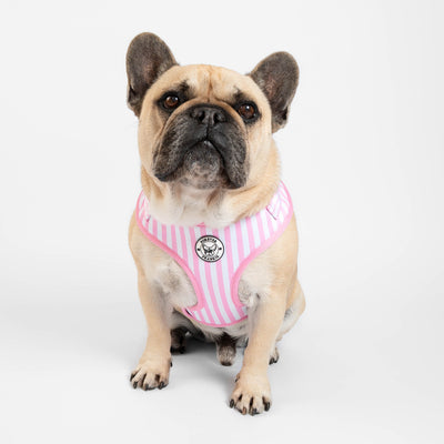 Pink Candy Stripe - Adjustable Harness