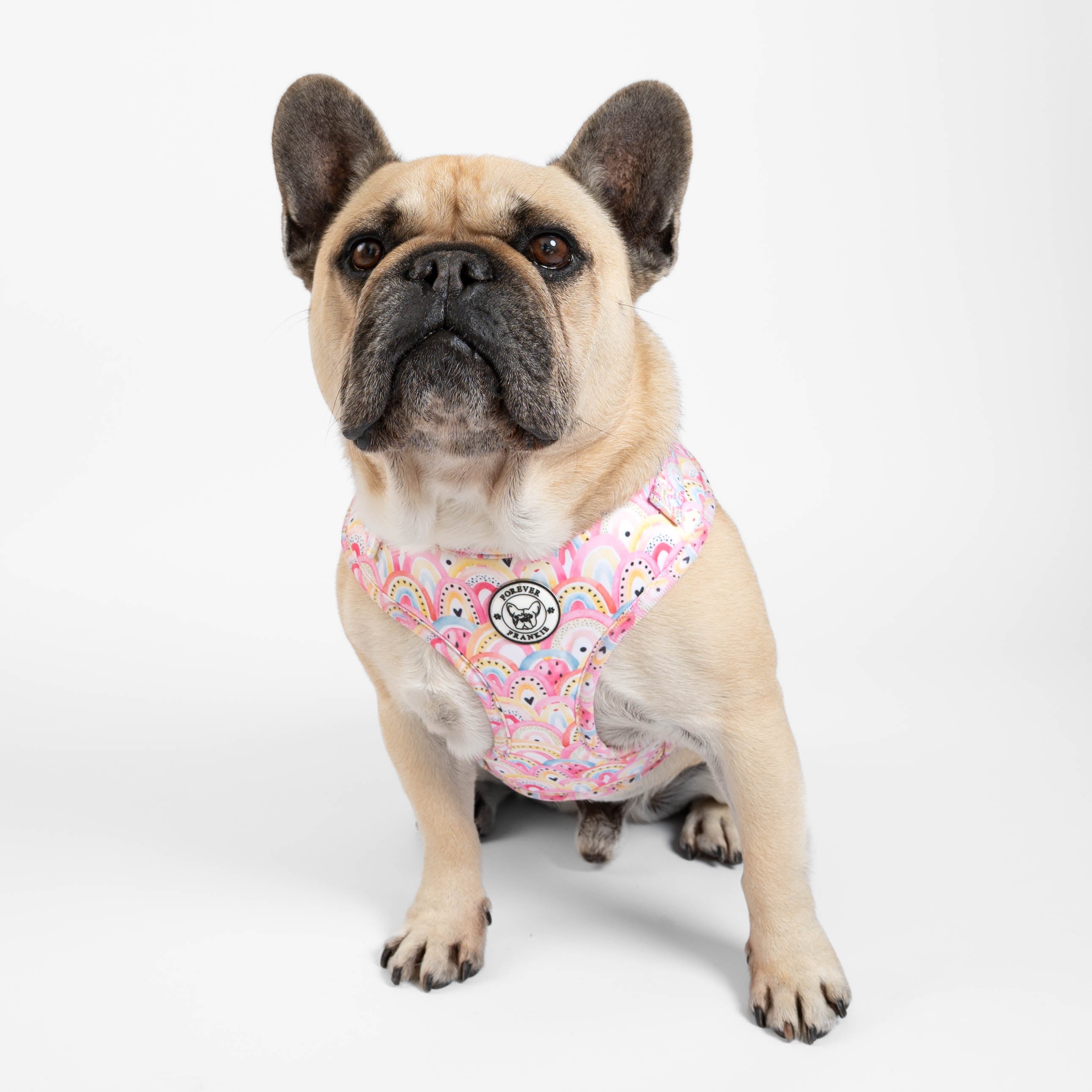 Chasing Rainbows - Adjustable Harness