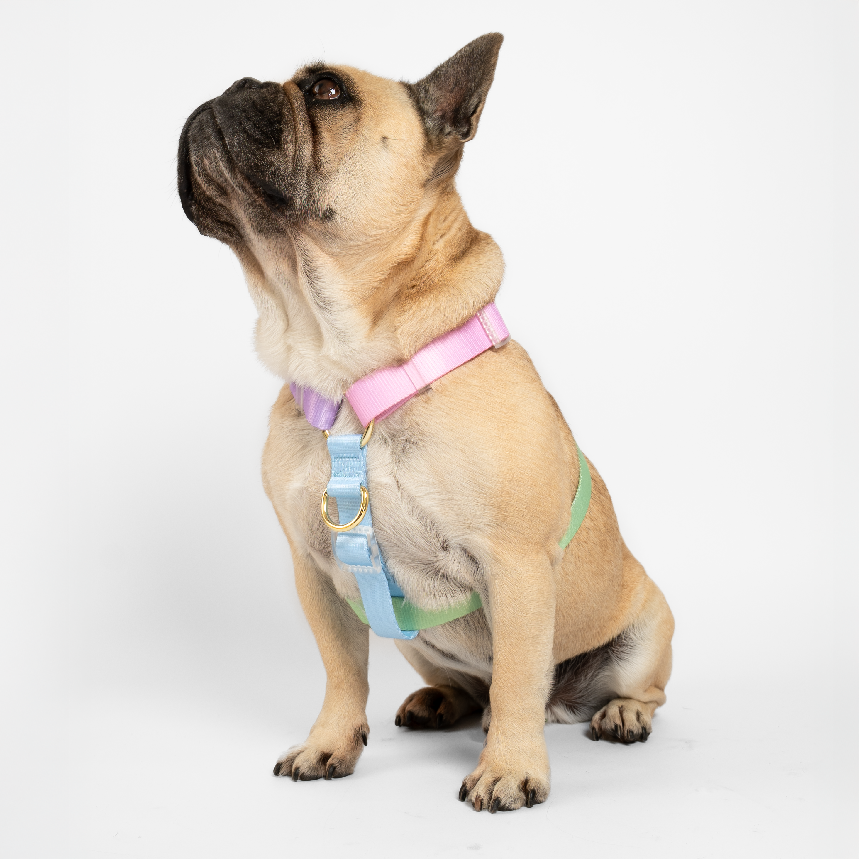 Pastel Rainbow - Luxe Strap Harness