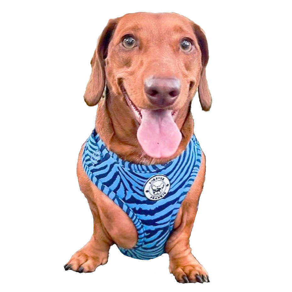 Safari Blues - Adjustable Harness - End Of Line