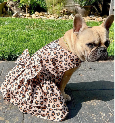 Born to be Wild with Ruffles (with bow) Dog Dress (Limited Edition)
