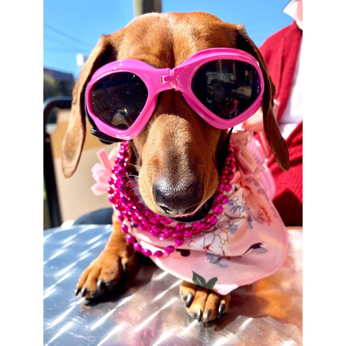 Dog Sun Doggles PINK.
