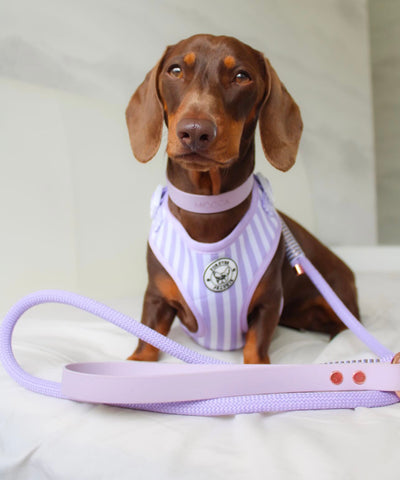 Purple Candy Stripe - Adjustable Harness