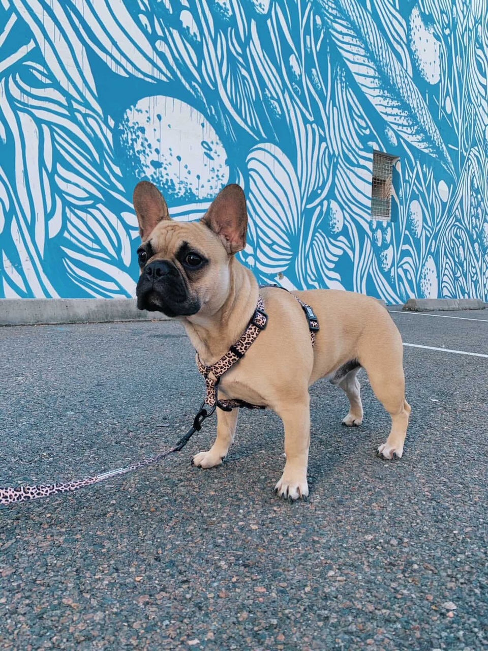 Born to be Wild - Strap Harness