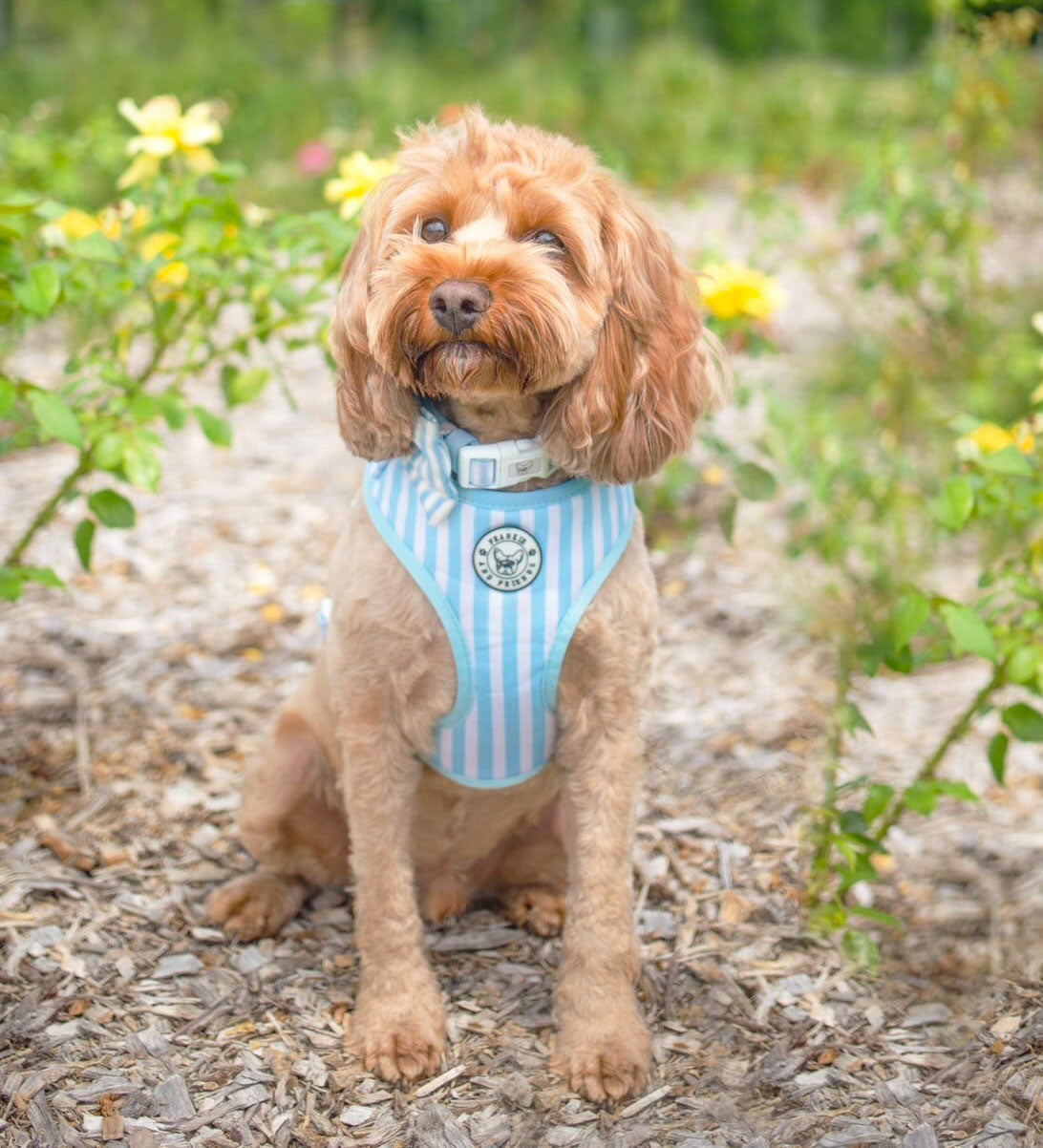 Blue Candy Stripe - Collar-End of Line!