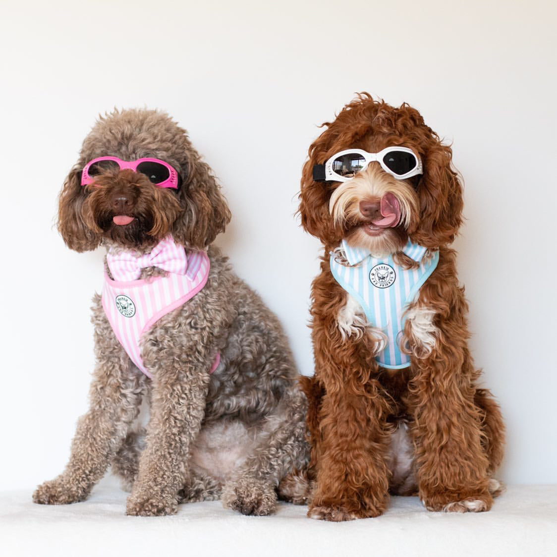 Dog Sun Doggles White