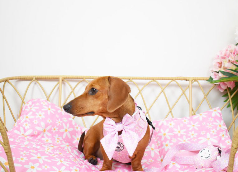 Daisy Chain - Sailor Bow Tie - End of Line