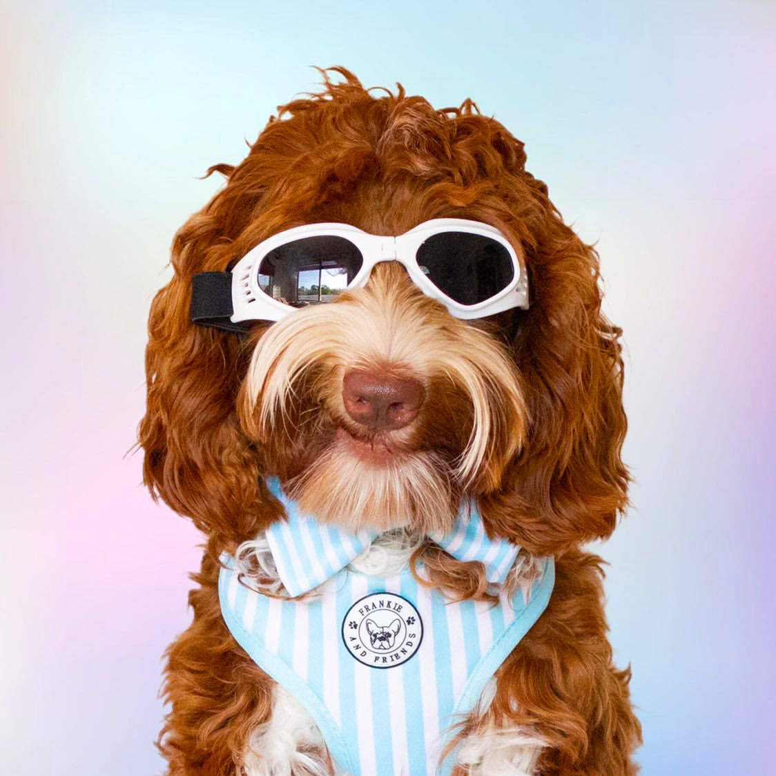 Dog Sun Doggles White