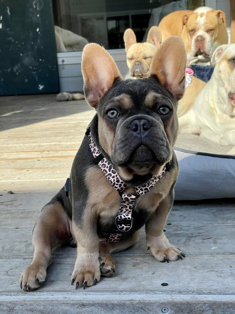 Born to be Wild - Strap Harness