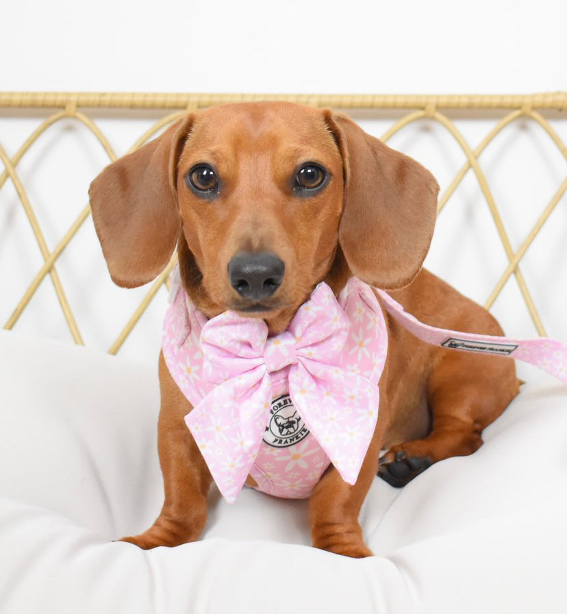 Daisy Chain - Adjustable Harness - End of Line