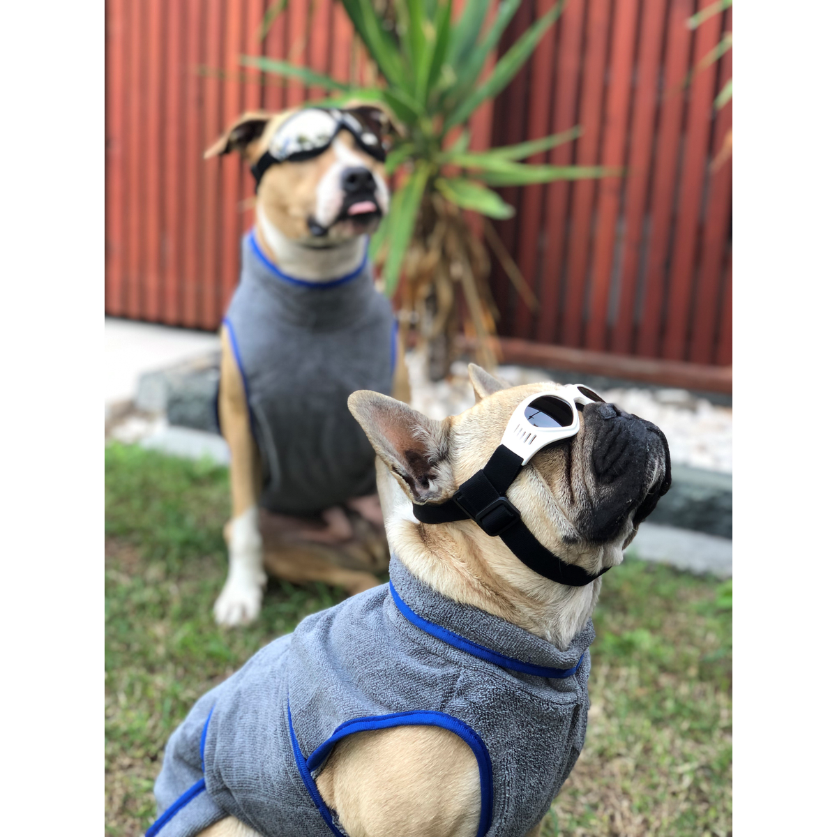 Dog Sun Doggles BLACK