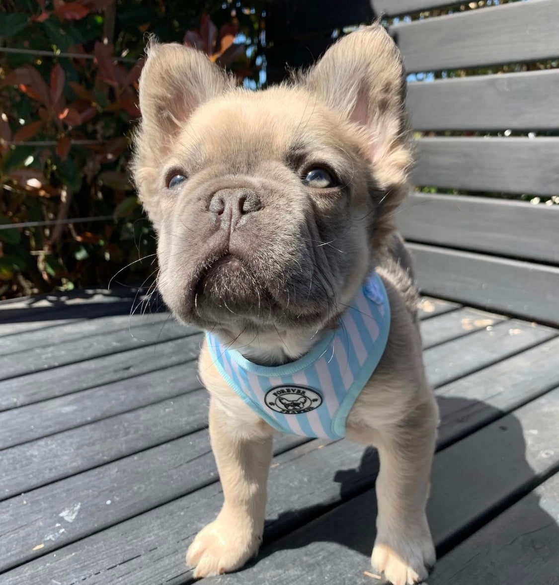 Blue Candy Stripe - Adjustable Harness - End of Line