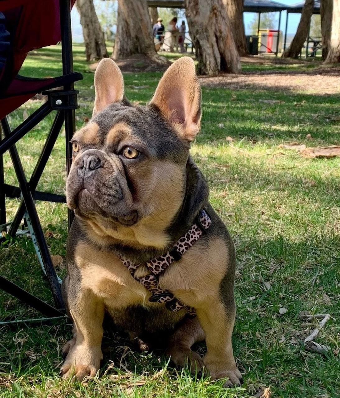 Born to be Wild - Strap Harness