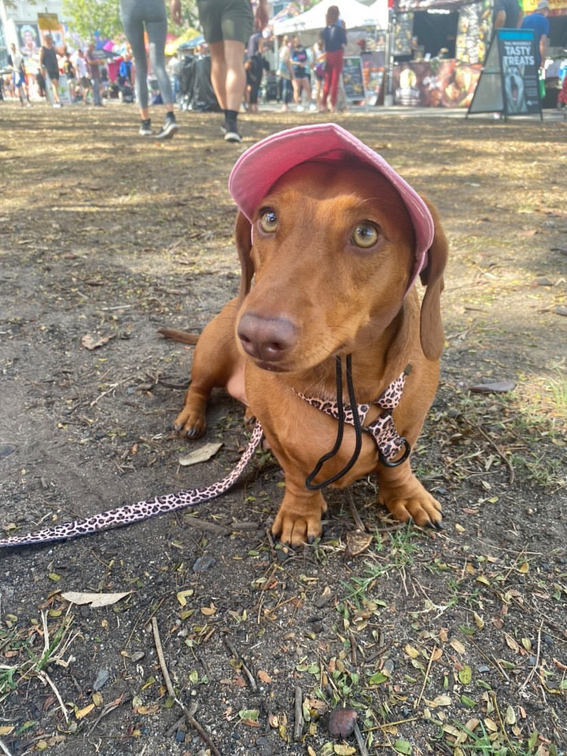 Born to be Wild - Strap Harness