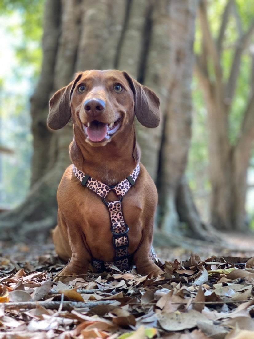 Born to be Wild - Strap Harness