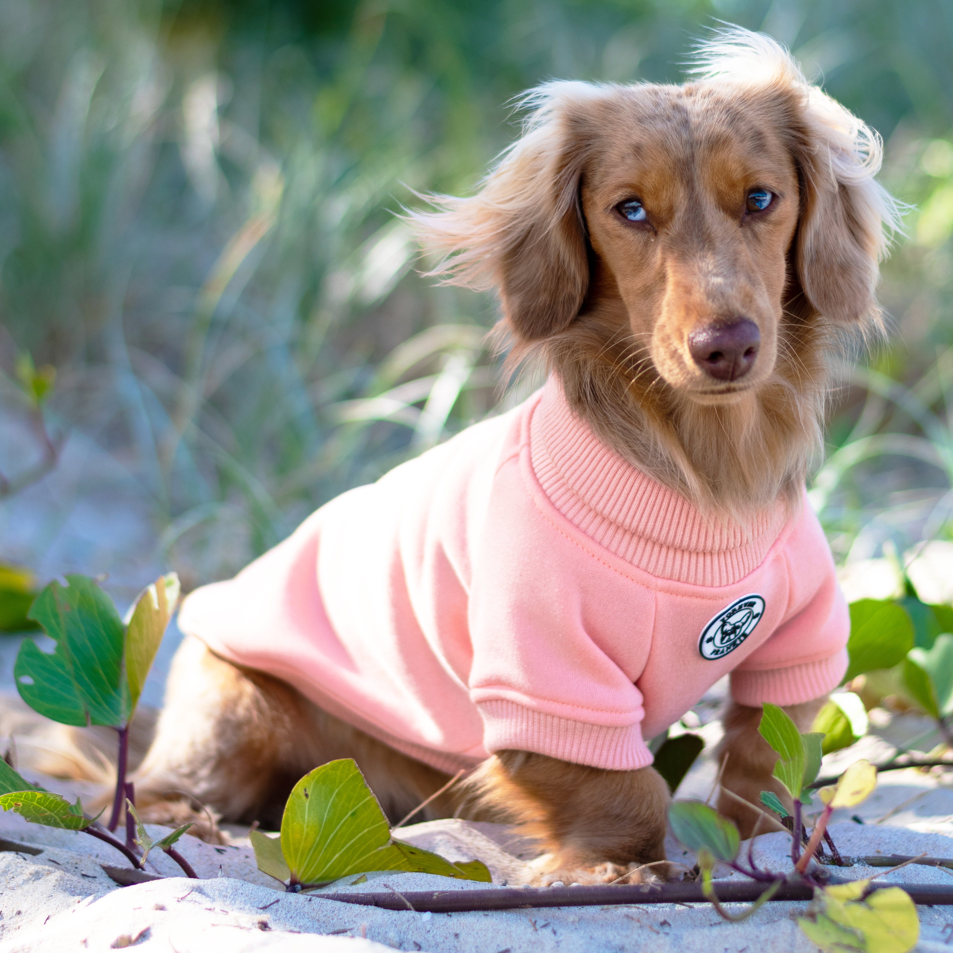 Mandarin  Dog Skivvy