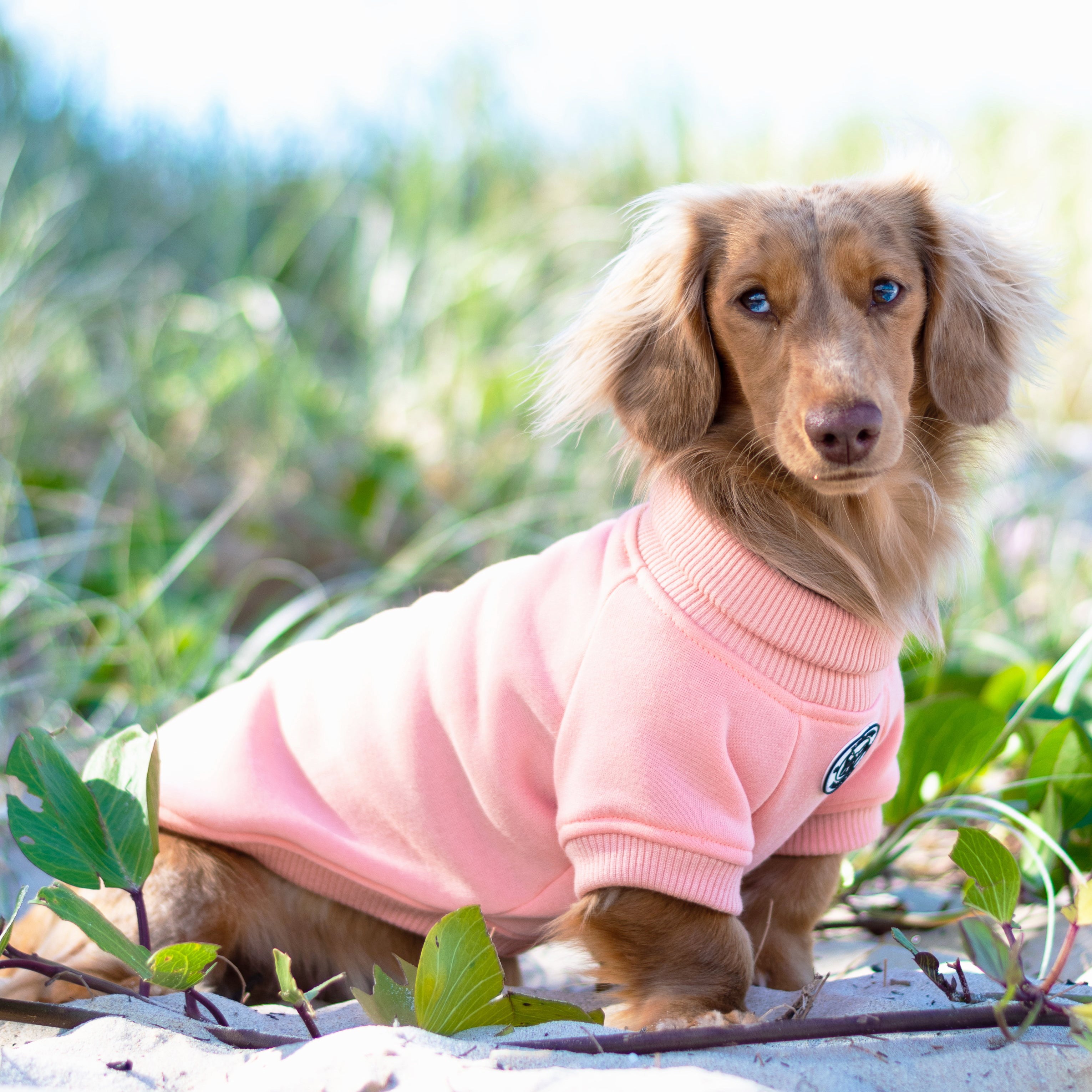 Mandarin  Dog Skivvy