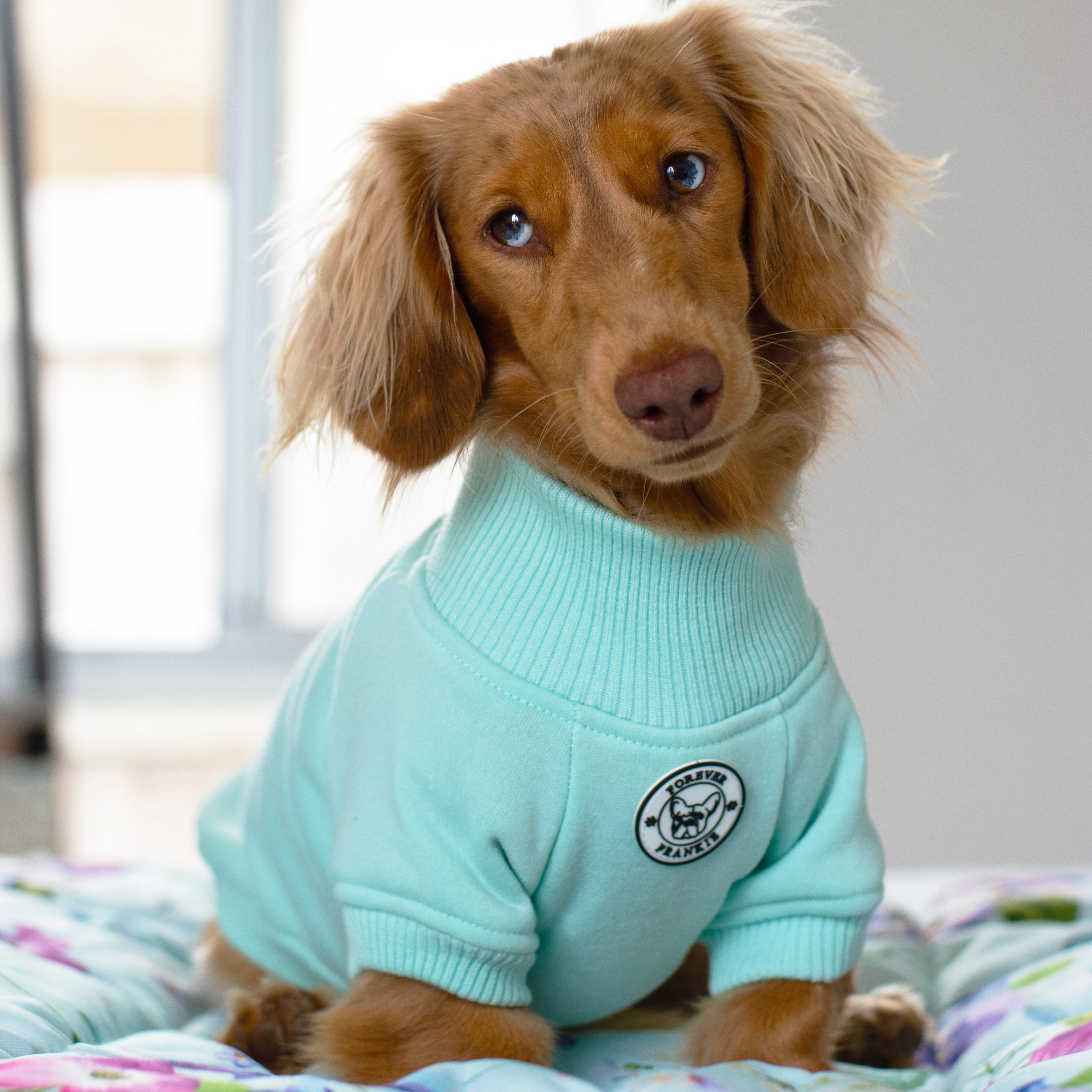 Mint Dog hoodie!!!-not skivvy!