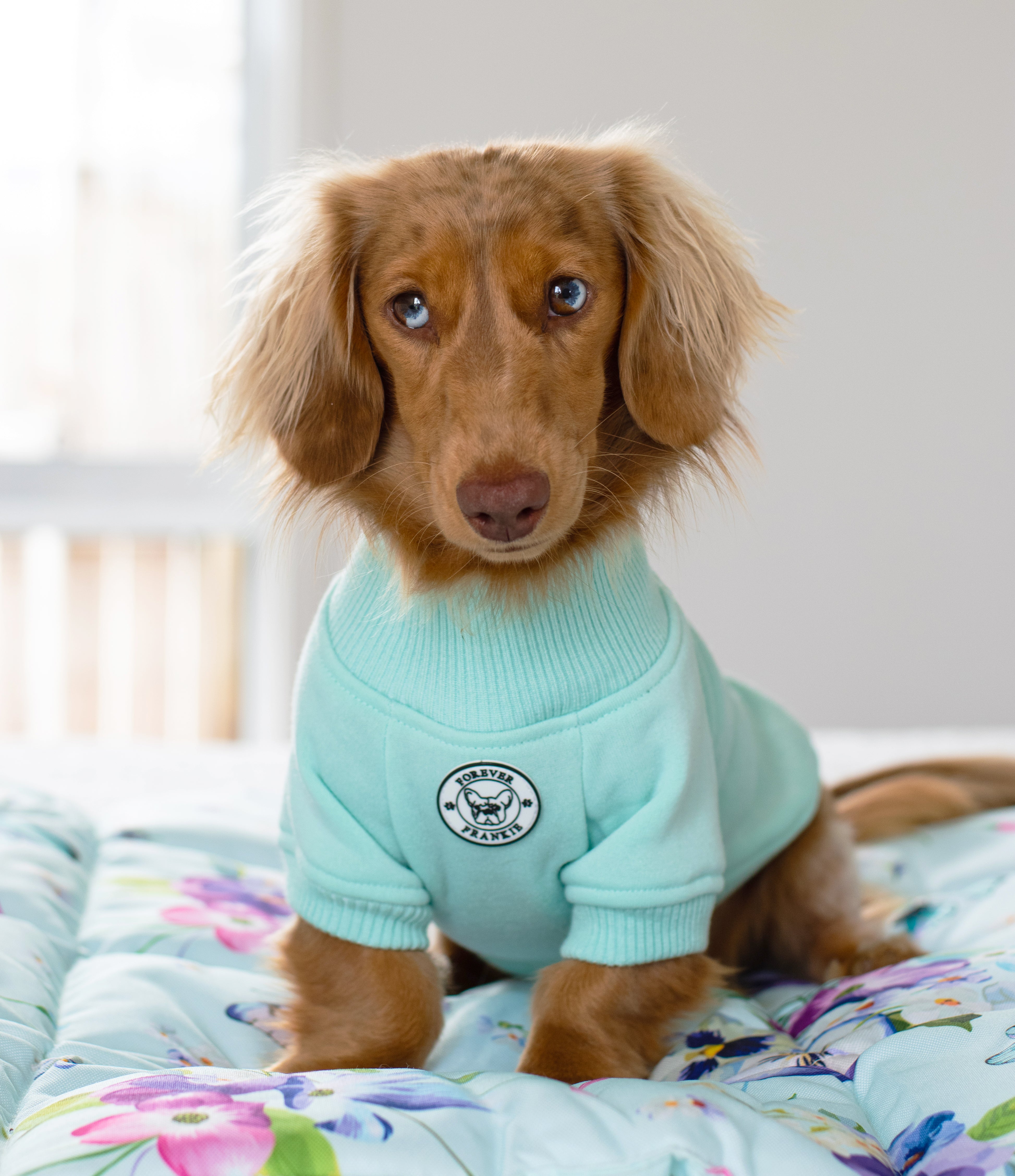 Mint Dog hoodie!!!-not skivvy!