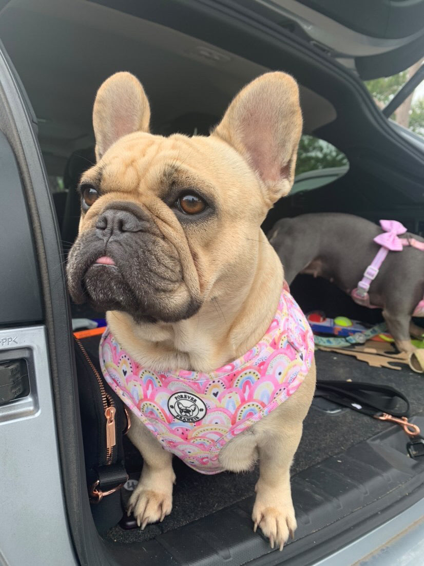 Chasing Rainbows - Adjustable Harness