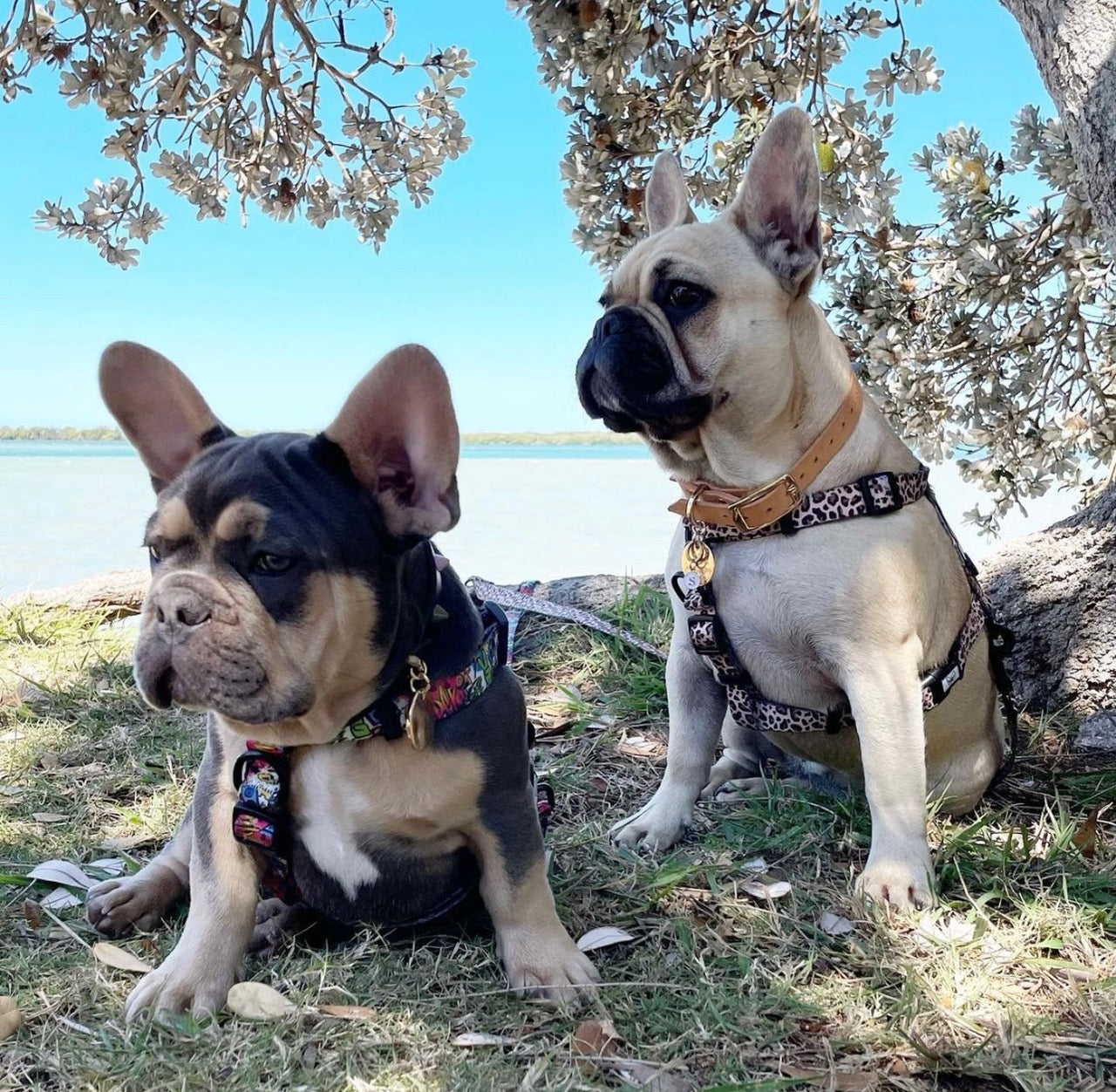 Born to be Wild - Strap Harness