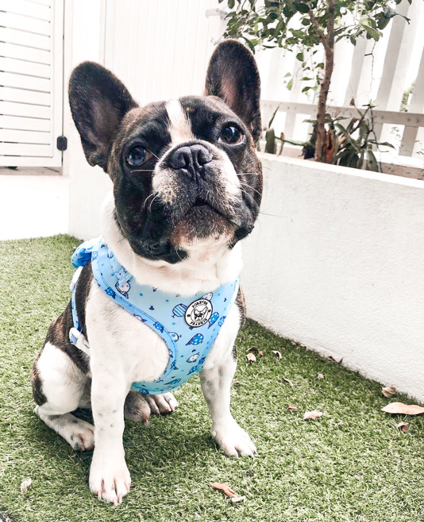 Whale of a Time - Adjustable Harness - End Of Line