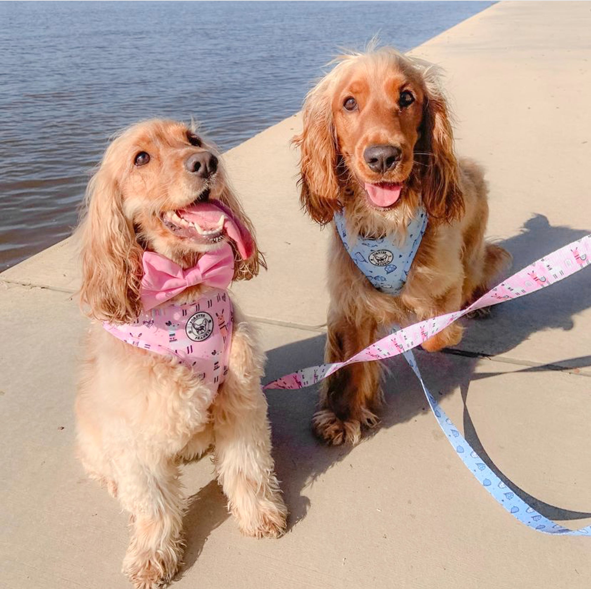 Whale of a Time - Adjustable Harness - End Of Line