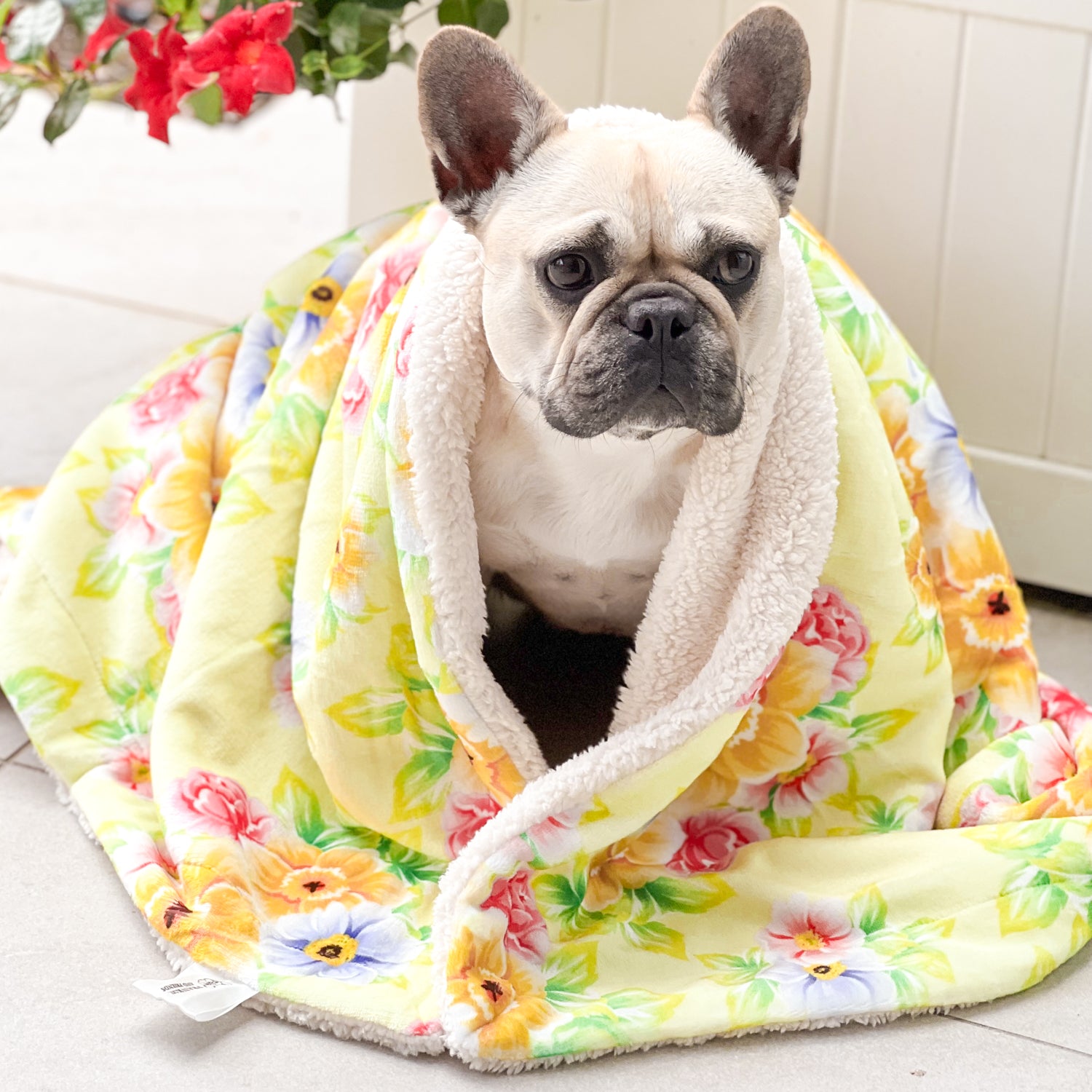 Summer Fling - Extra Soft Pet Blanket - End of Line