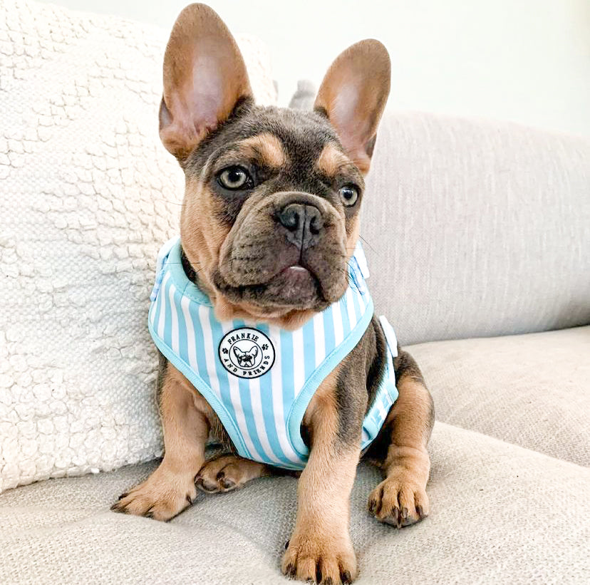 Blue Candy Stripe - Adjustable Harness - End of Line