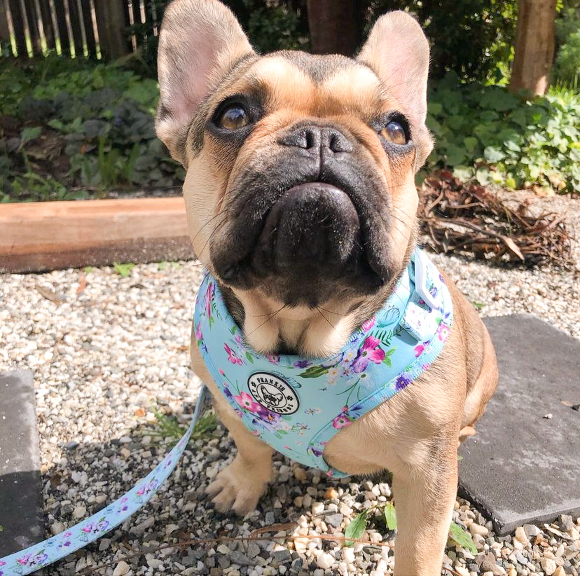 Spring Butterfly - Adjustable Harness - End Of Line