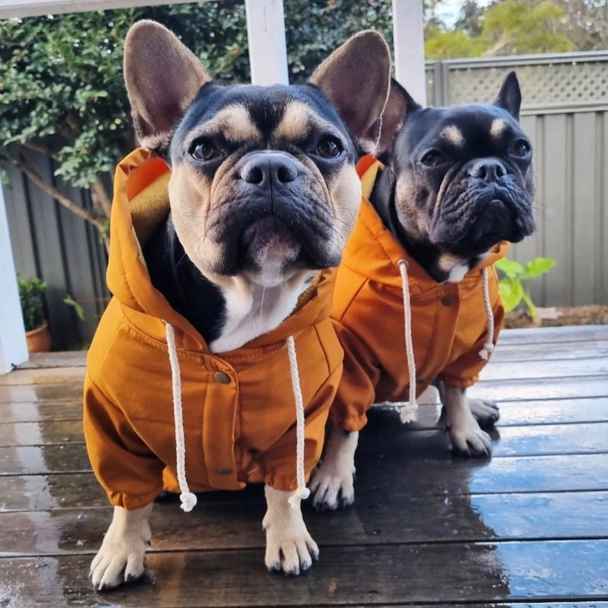 Mustard - Dog Rain Jacket