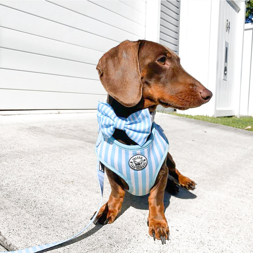 Blue Candy Stripe - Adjustable Harness - End of Line