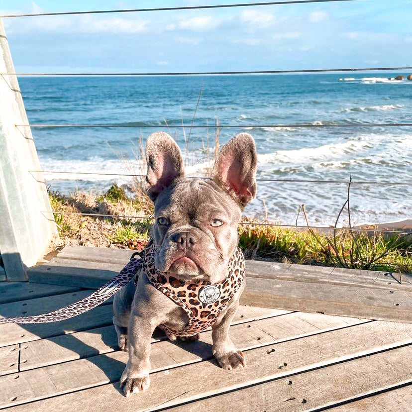 Born to be Wild - Adjustable Harness