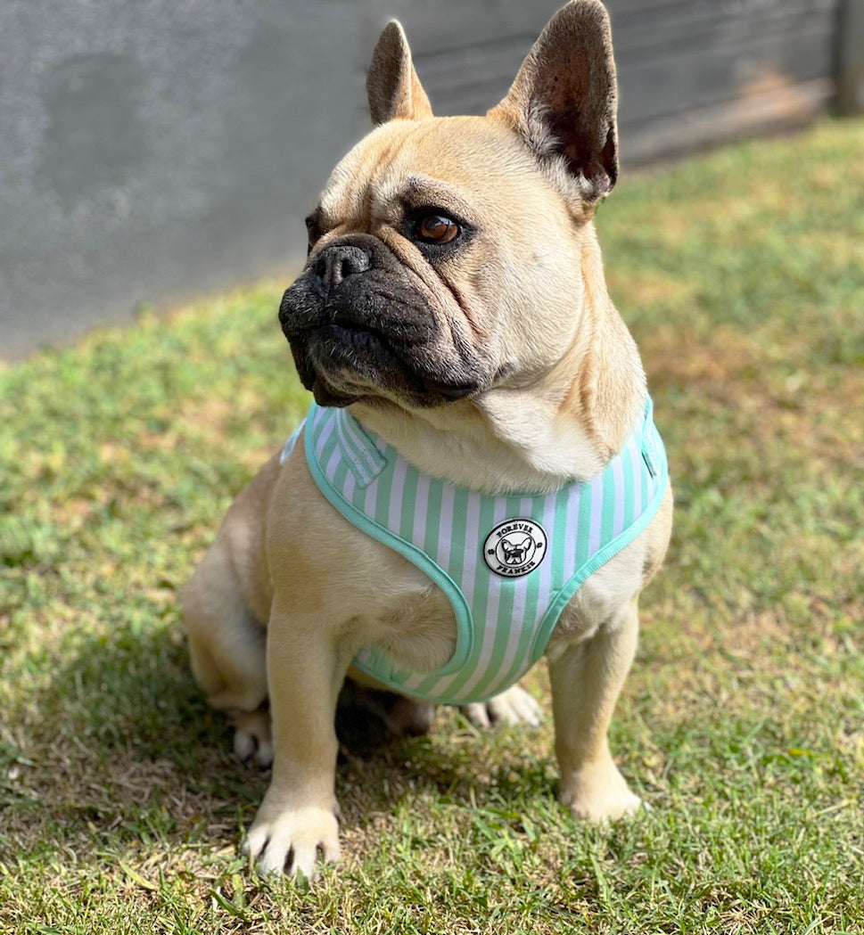 Mint Candy Stripe - Adjustable Harness