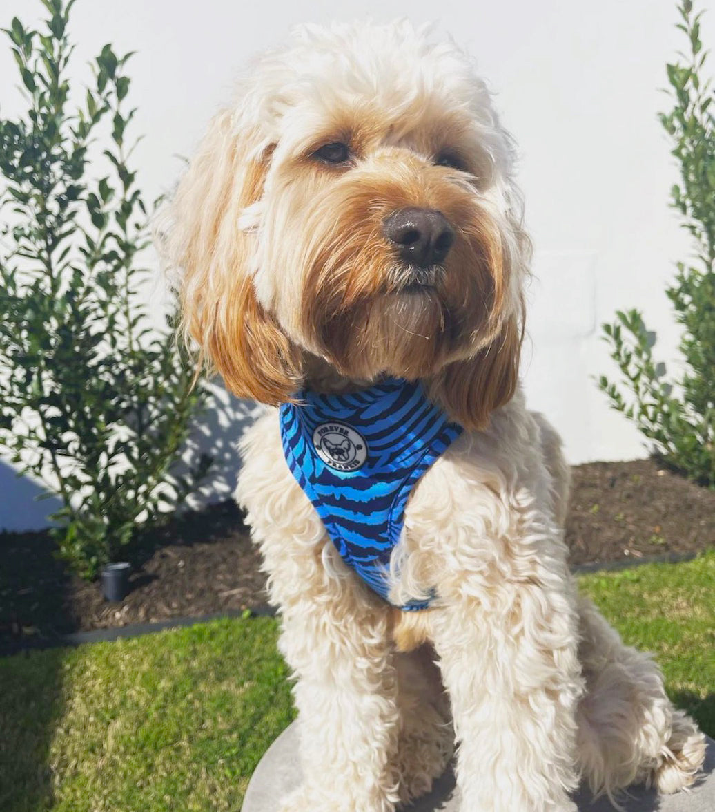 Safari Blues - Adjustable Harness - End Of Line