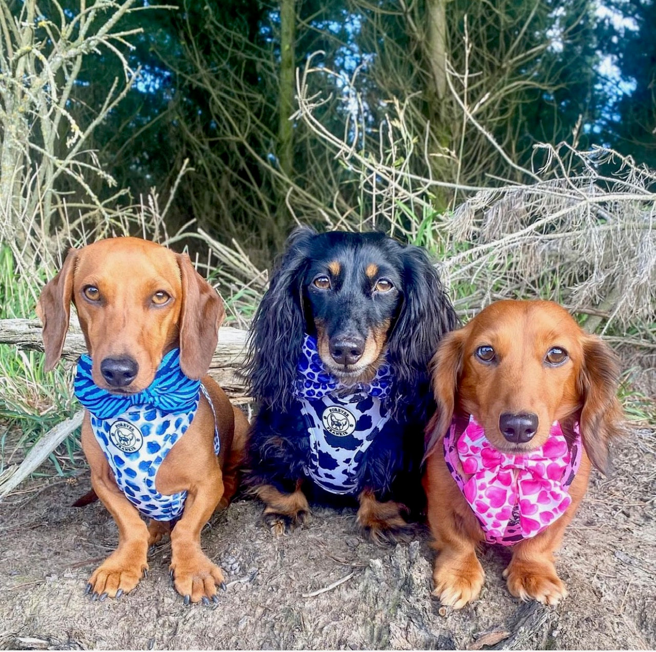 Purple Wild Thing - Bow Tie