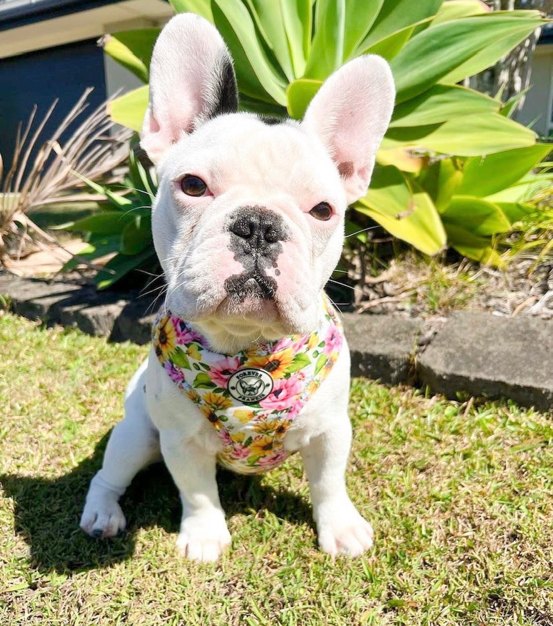 Heavenly Sunflower - Adjustable Harness