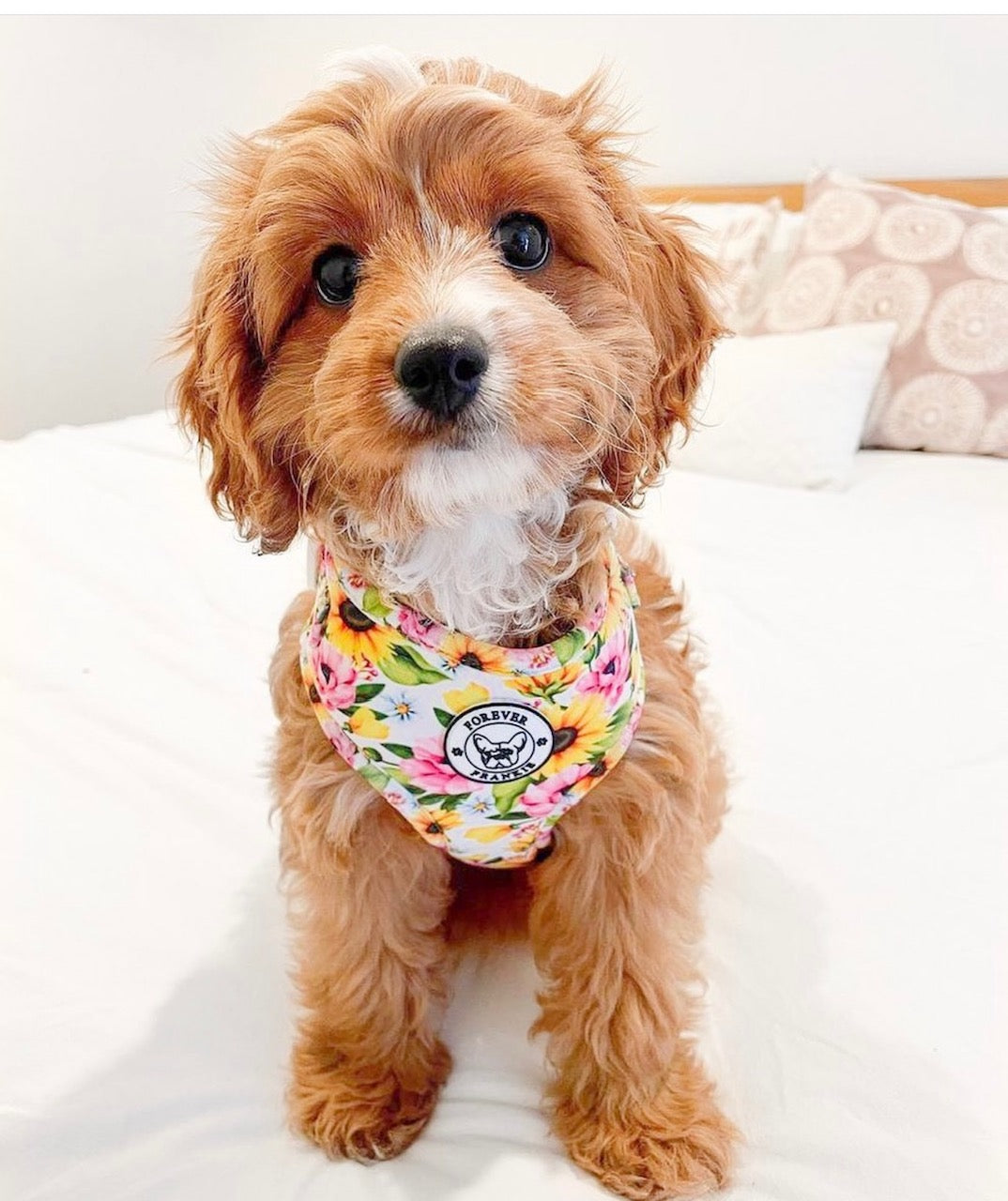 Heavenly Sunflower - Adjustable Harness