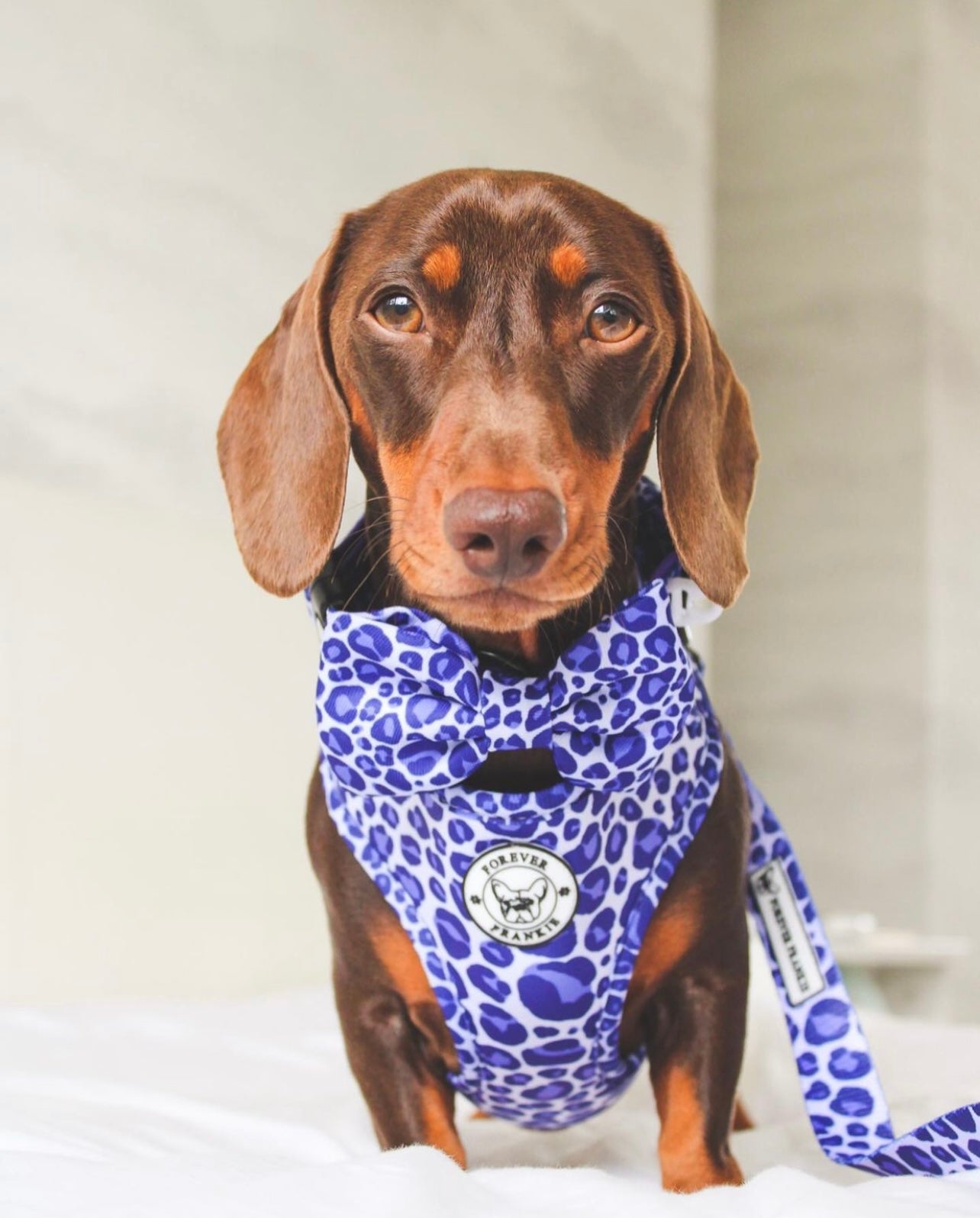 Purple Wild Thing - Bow Tie