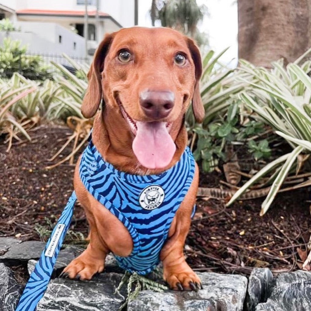 Safari Blues - Adjustable Harness - End Of Line