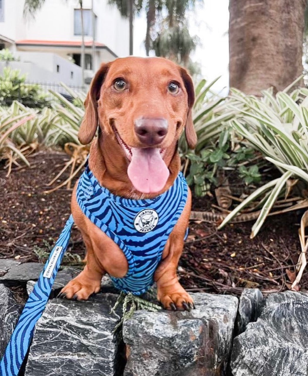 Safari Blues - Dog Lead - End Of Line