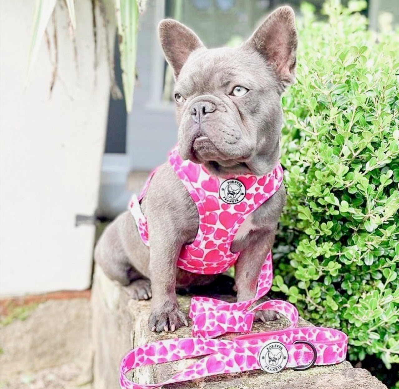 Sweethearts - Dog Lead