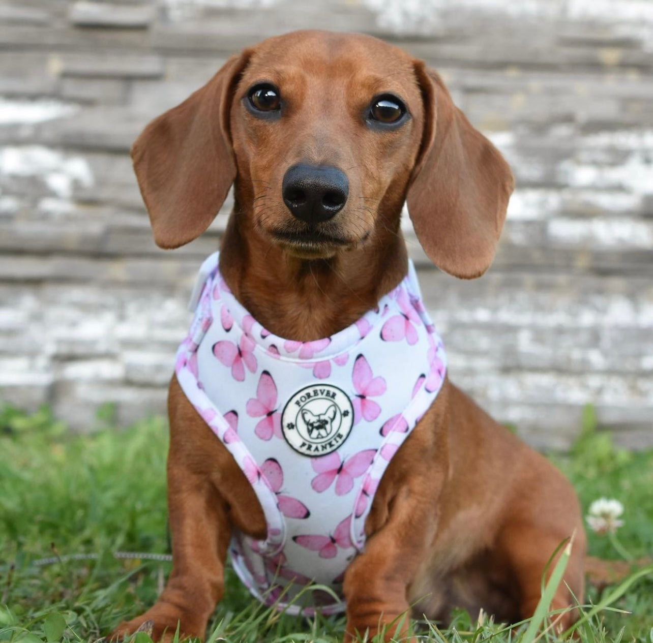 Butterfly Kisses - Adjustable Harness