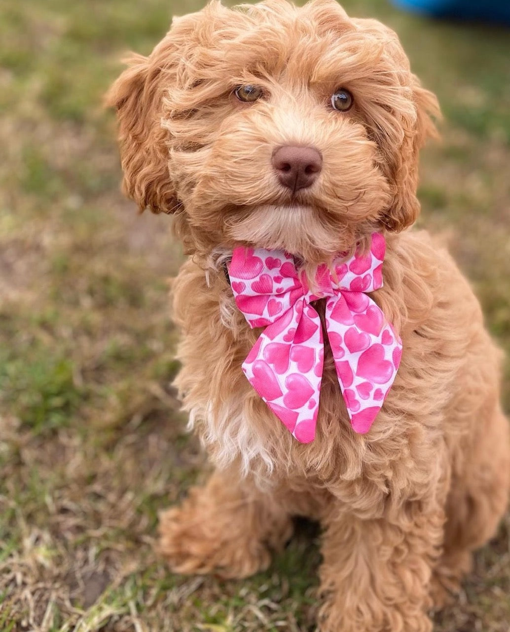 Sweethearts - Sailor Bow Tie